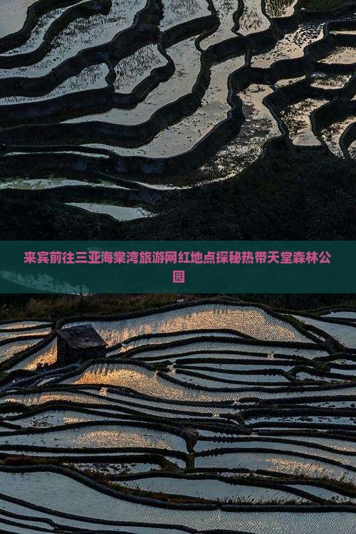 来宾前往三亚海棠湾旅游网红地点探秘热带天堂森林公园