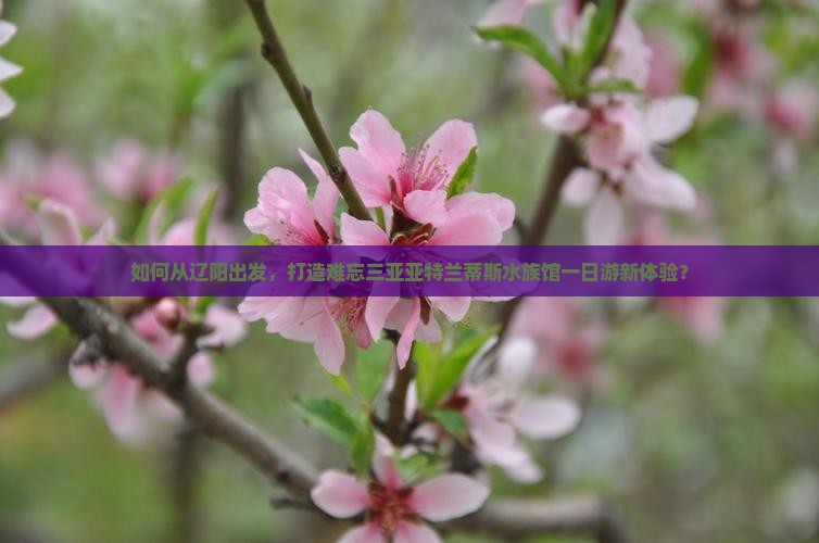 如何从辽阳出发，打造难忘三亚亚特兰蒂斯水族馆一日游新体验？