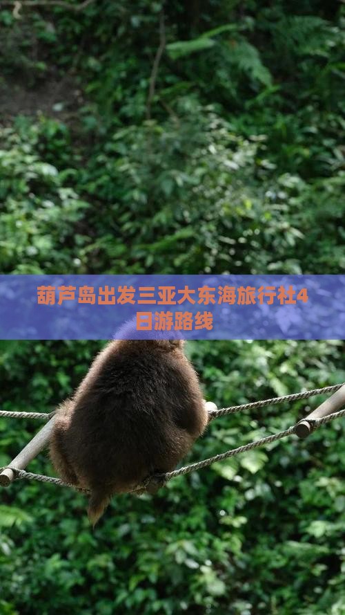 葫芦岛出发三亚大东海旅行社4日游路线