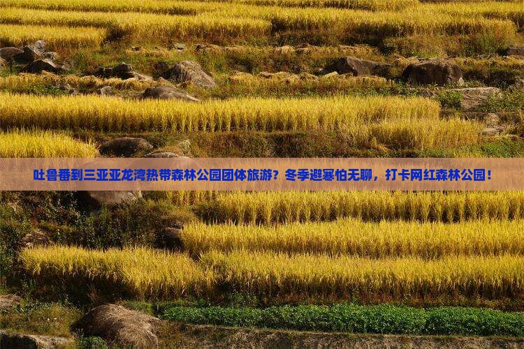 吐鲁番到三亚亚龙湾热带森林公园团体旅游？冬季避寒怕无聊，打卡网红森林公园！
