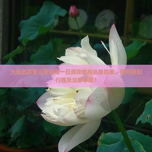 大连出发至三亚后海一日游攻略与必备指南，如何规划行程及注意事项？