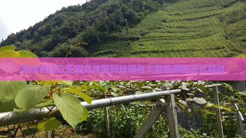 丽水前往三亚亚龙湾国际玫瑰谷大型旅游团正式启动