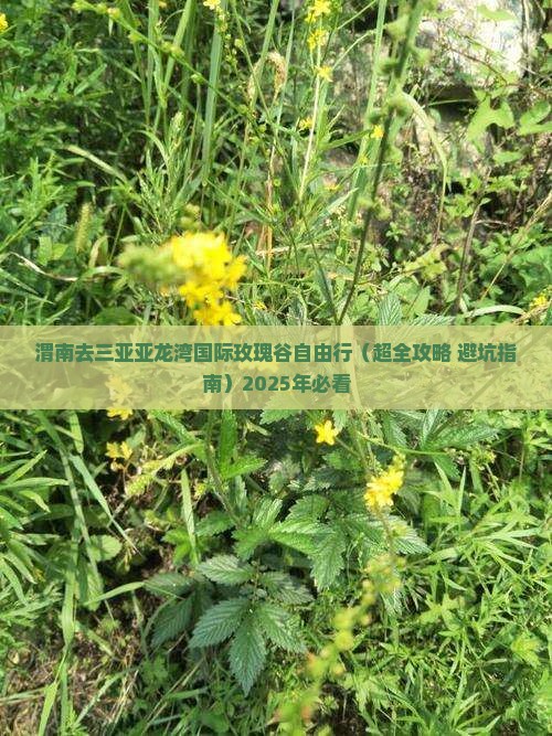 渭南去三亚亚龙湾国际玫瑰谷自由行