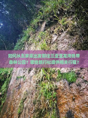 如何从五家渠出发前往三亚亚龙湾热带森林公园？哪些旅行社提供相关行程？
