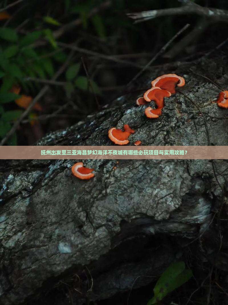 抚州出发至三亚海昌梦幻海洋不夜城有哪些必玩项目与实用攻略？