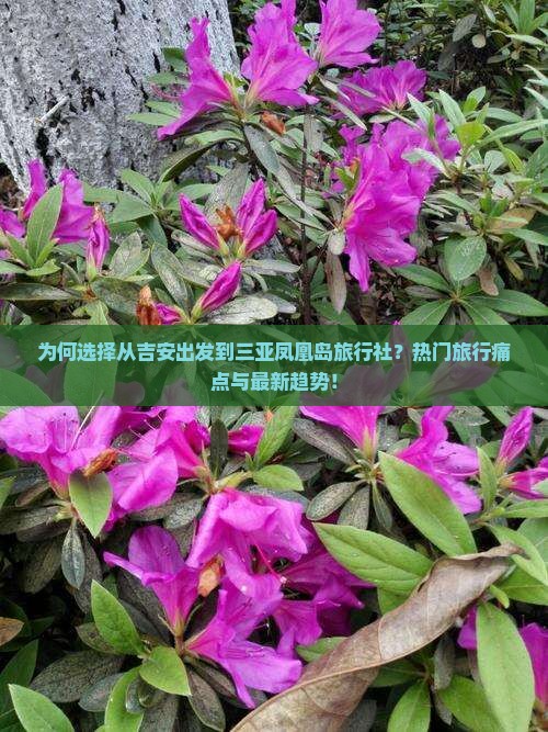 为何选择从吉安出发到三亚凤凰岛旅行社？热门旅行痛点与最新趋势！