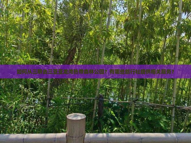 如何从三明去三亚亚龙湾热带森林公园？有哪些旅行社提供相关服务？