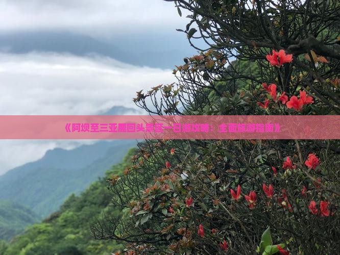 《阿坝至三亚鹿回头景区一日游攻略：全面旅游指南》