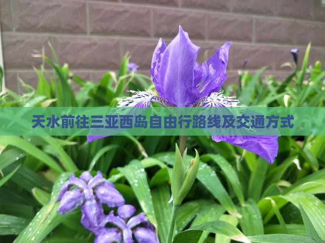 天水前往三亚西岛自由行