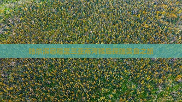 哈尔滨启程至三亚南湾猴岛探险美食之旅