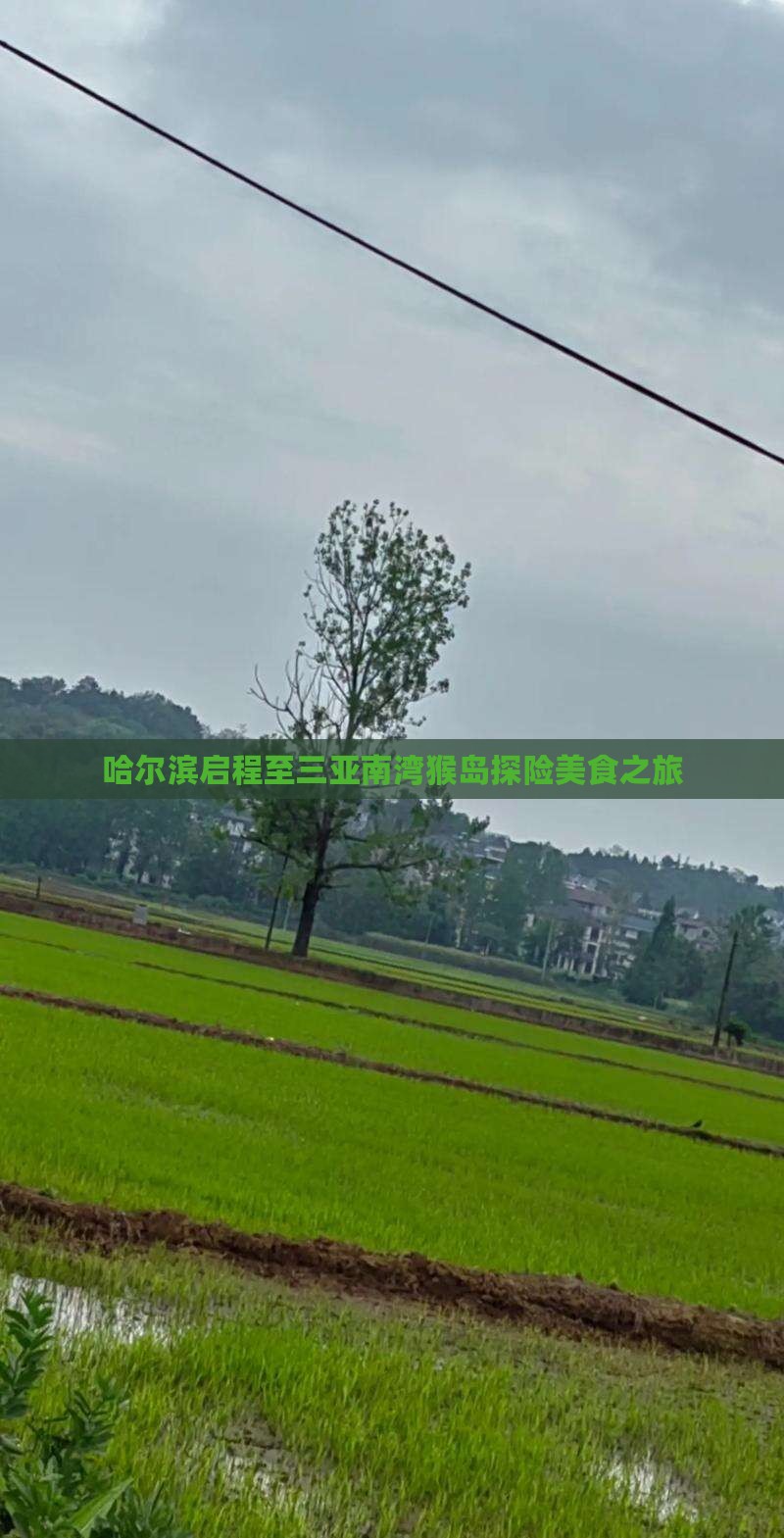 哈尔滨启程至三亚南湾猴岛探险美食之旅