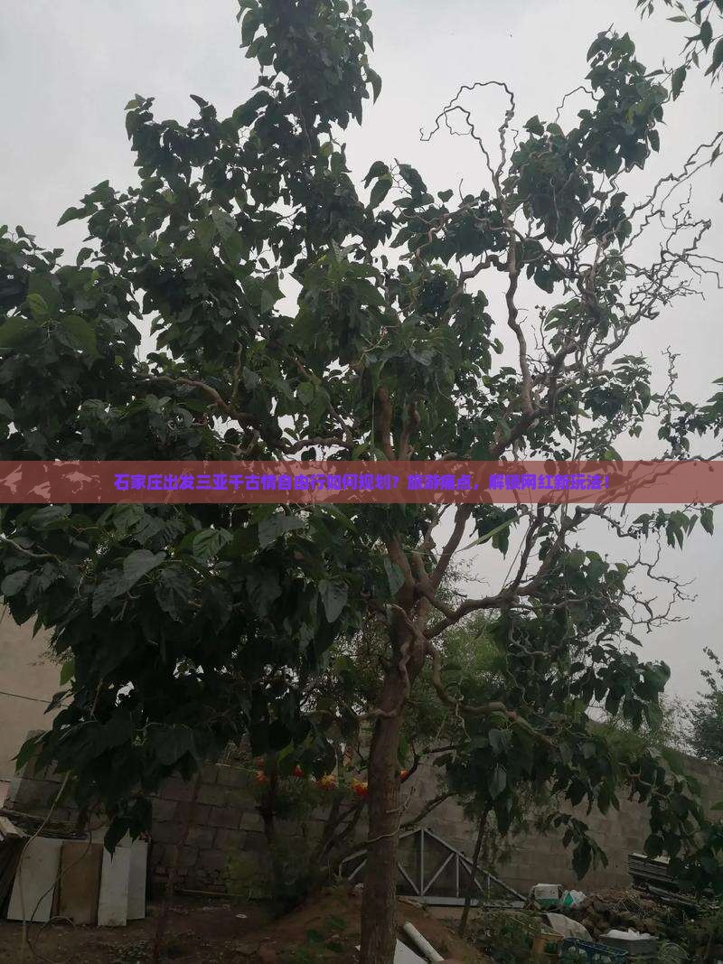 石家庄出发三亚千古情自由行如何规划？旅游痛点，解锁网红新玩法！