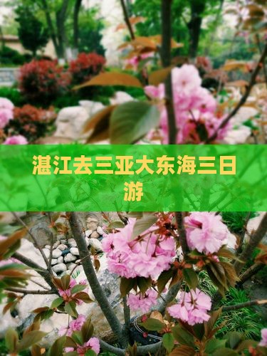 湛江去三亚大东海三日游