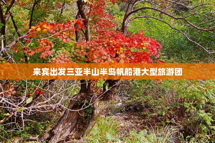 来宾出发三亚半山半岛帆船港大型旅游团