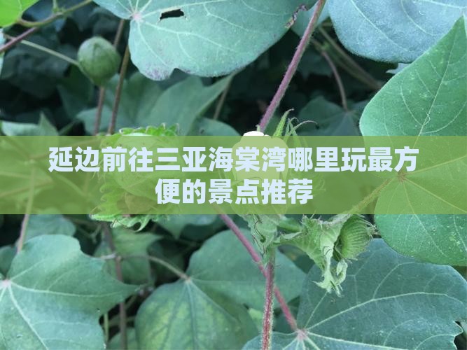 延边前往三亚海棠湾哪里玩最方便的景点推荐