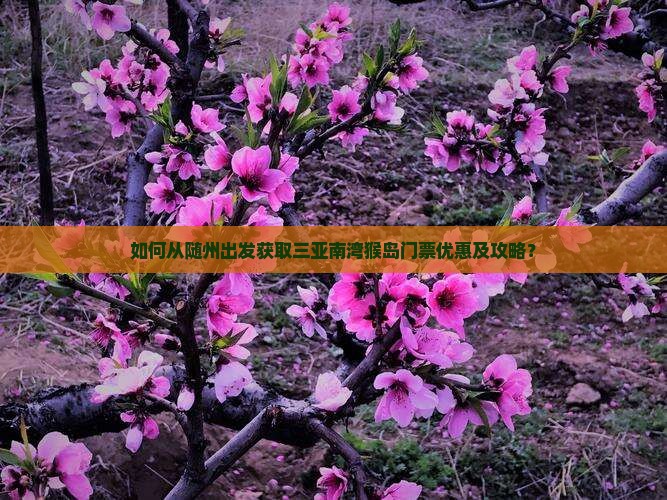 如何从随州出发获取三亚南湾猴岛门票优惠及攻略？