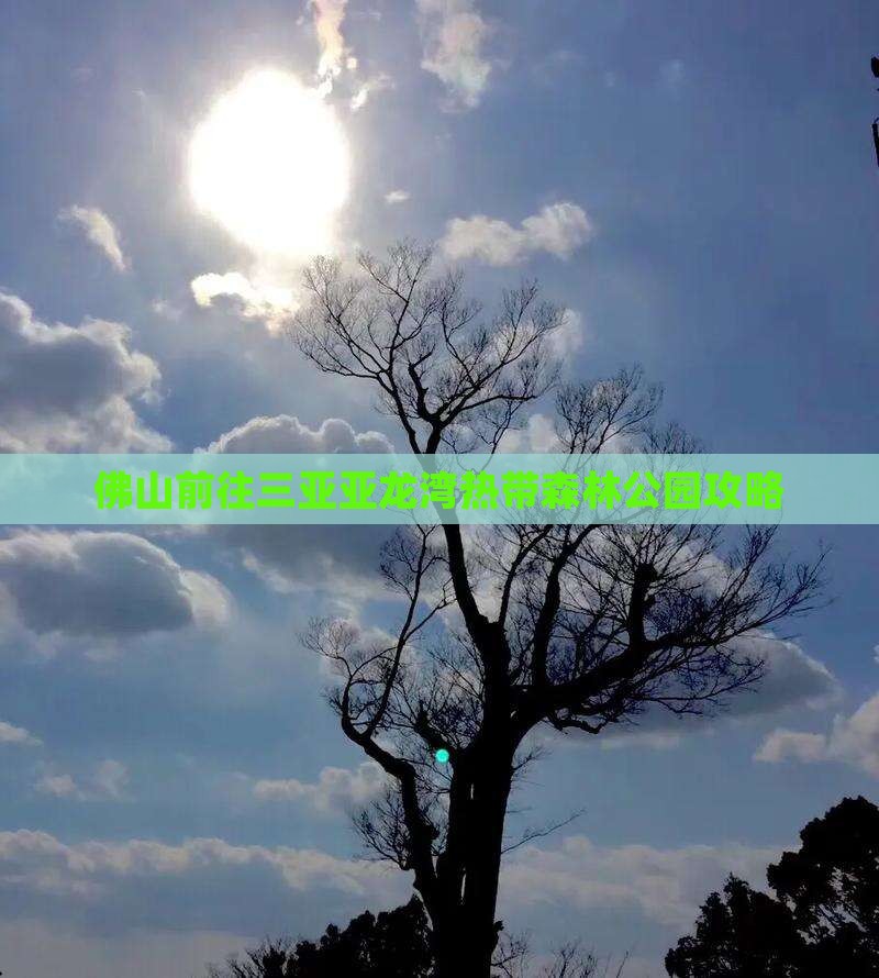 佛山前往三亚亚龙湾热带森林公园攻略