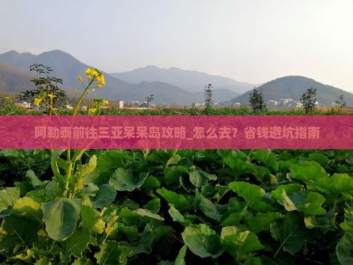 阿勒泰前往三亚呆呆岛攻略