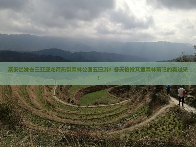 泰安出发去三亚亚龙湾热带森林公园五日游？冬天怕冷又爱森林氧吧的看过来！
