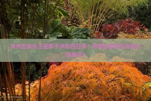 泉州出发去三亚椰子洲岛四日游?有哪些推荐玩法和注意事项? 泉州出发去三亚椰子洲岛四日游?有哪些推荐玩法和注意事项?