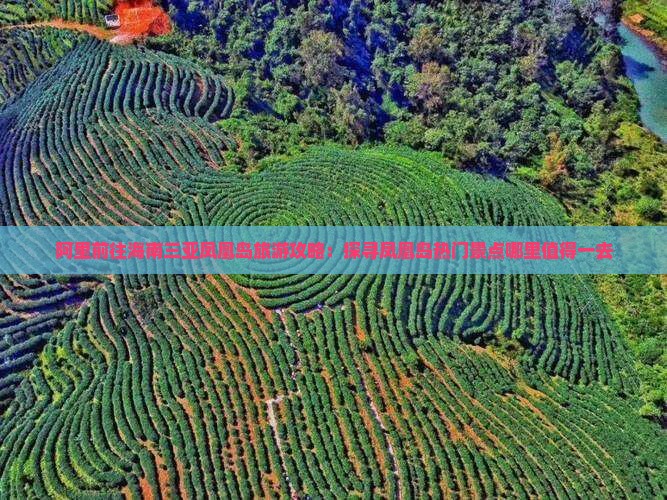 阿里前往海南三亚凤凰岛旅游攻略：探寻凤凰岛热门景点哪里值得一去