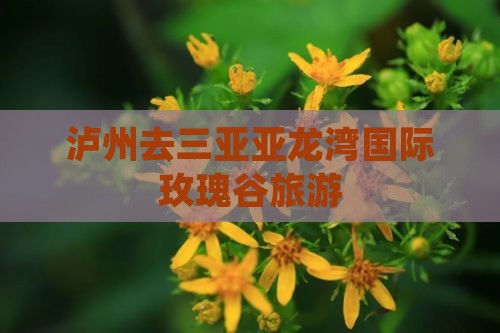 泸州去三亚亚龙湾国际玫瑰谷旅游