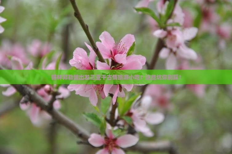 锡林郭勒盟出发三亚千古情旅游小吃
