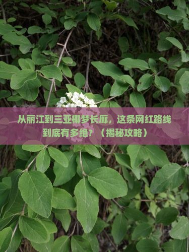 丽江前往三亚椰梦长廊旅游网红地点