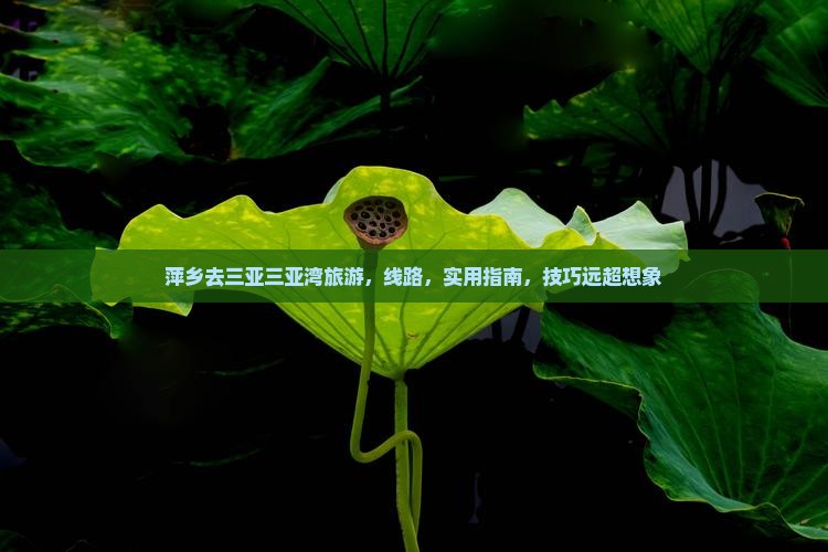 萍乡去三亚三亚湾旅游