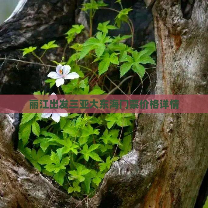 丽江出发三亚大东海门票价格详情