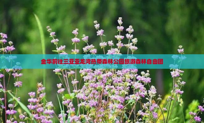 金华前往三亚亚龙湾热带森林公园自由团