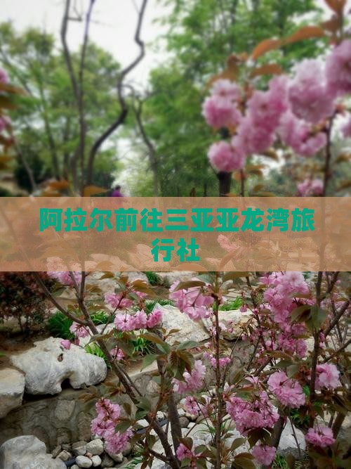 阿拉尔前往三亚亚龙湾旅行社