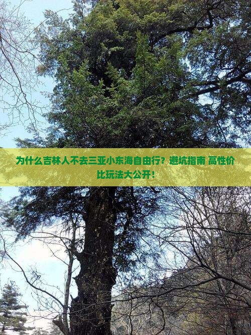 吉林前往三亚小东海自由行 吉林前往三亚小东海自由行