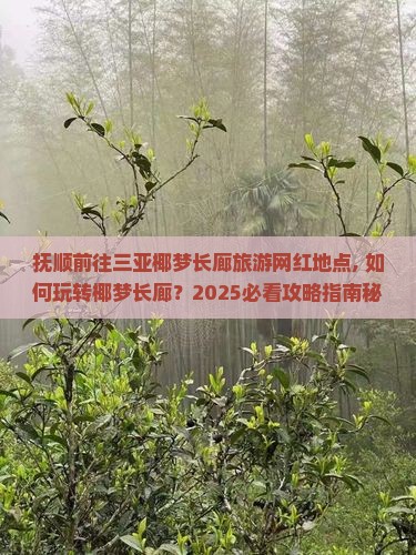 抚顺前往三亚椰梦长廊旅游网红地点