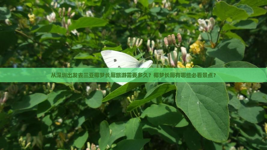 从深圳出发去三亚椰梦长廊旅游需要多久？椰梦长廊有哪些必看景点？