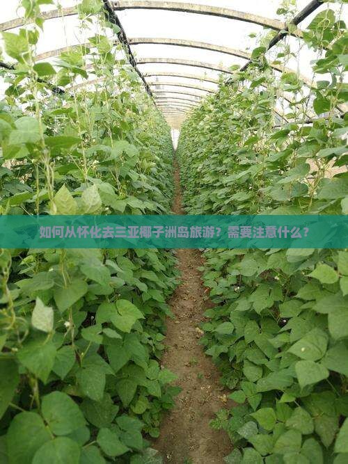 如何从怀化去三亚椰子洲岛旅游？需要注意什么？