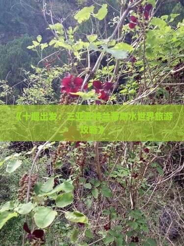 《十堰出发：三亚亚特兰蒂斯水世界旅游攻略》