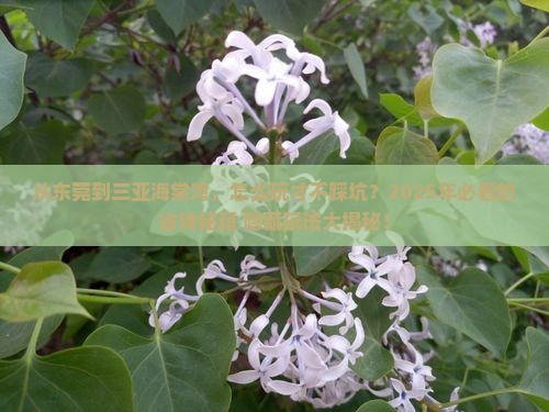 东莞去三亚海棠湾哪里玩