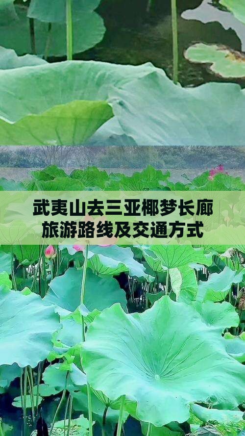 武夷山去三亚椰梦长廊旅游