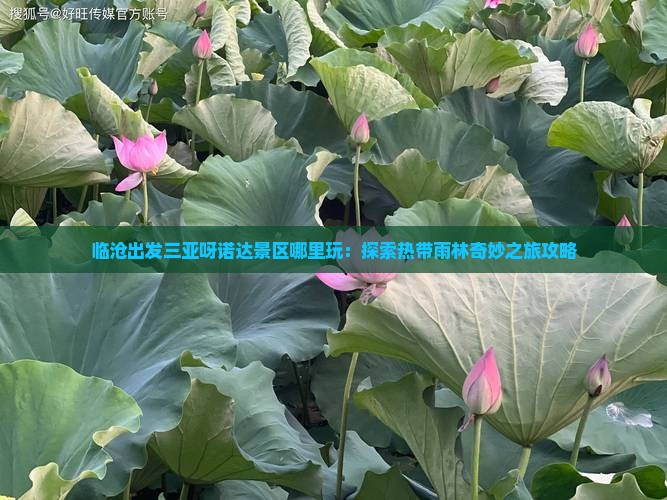 临沧出发三亚呀诺达景区哪里玩：探索热带雨林奇妙之旅攻略