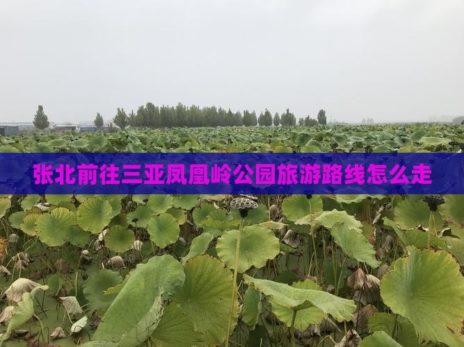 张北前往三亚凤凰岭公园旅游路线怎么走