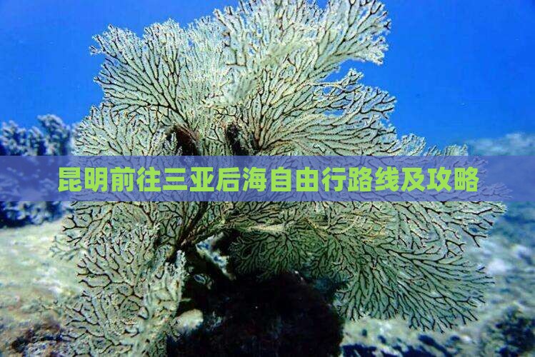 昆明前往三亚后海自由行路线及攻略