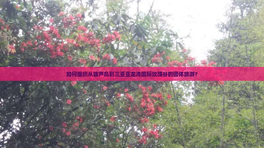 如何组织从葫芦岛到三亚亚龙湾国际玫瑰谷的团体旅游？