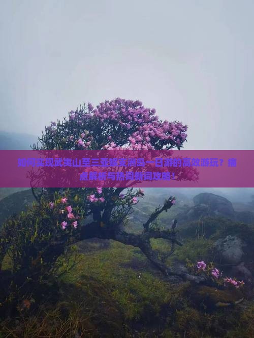 如何实现武夷山至三亚蜈支洲岛一日游的高效游玩？痛点解析与热词新词攻略！