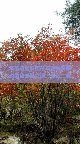 从洛阳出发前往三亚后海旅游的攻略及交通、住宿、美食推荐