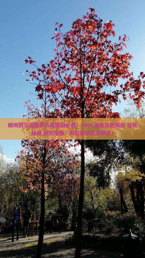 郴州前往三亚椰梦长廊旅游网红地点