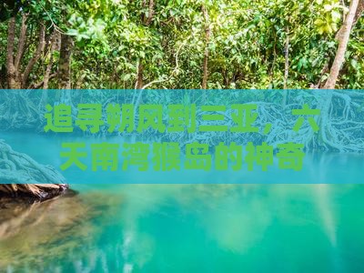 追寻朔风到三亚，六天南湾猴岛的神奇之旅！