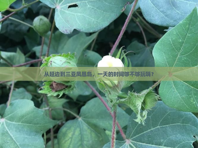 从延边到三亚凤凰岛，一天的时间够不够玩嗨？