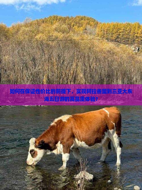 如何在保证性价比的前提下，实现阿拉善盟到三亚大东海五日游的高品质体验？