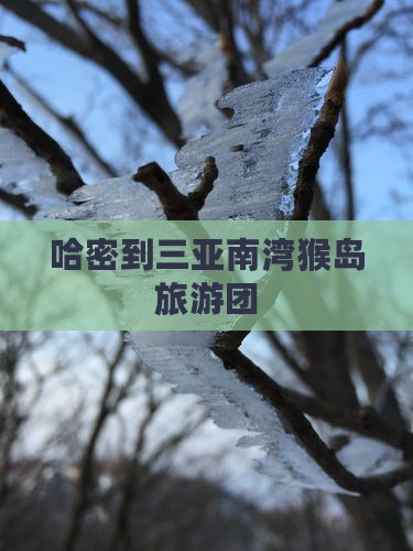 哈密到三亚南湾猴岛旅游团